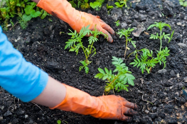 carrot planting guide
