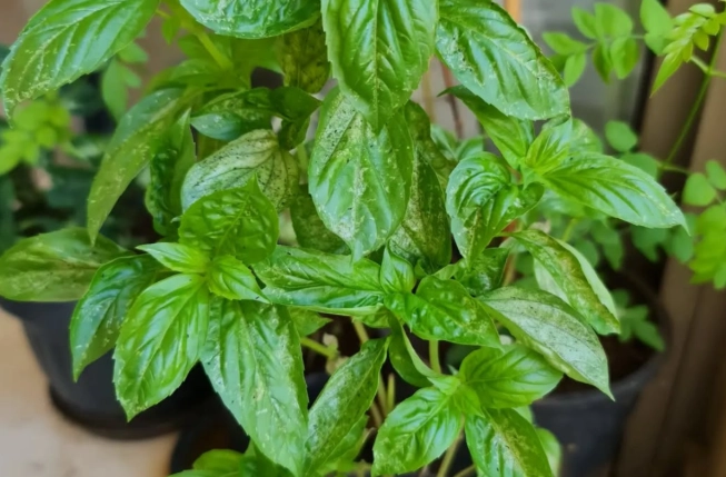 basil plant care
