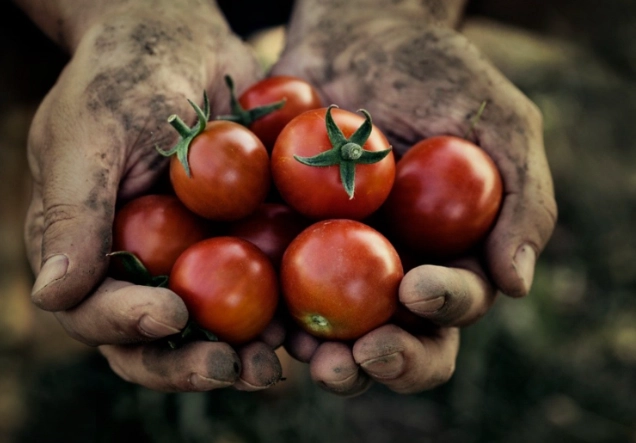 how to tell when tomatoes are ripe