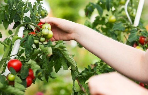 how to tell when tomatoes are ripe