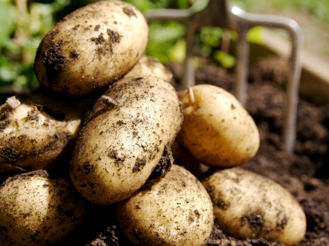 potato plant fertilizer