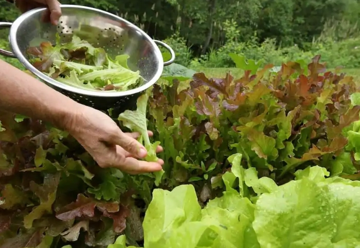 leaf lettuce picking