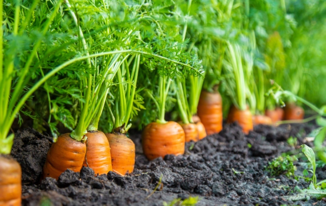 carrot planting guide