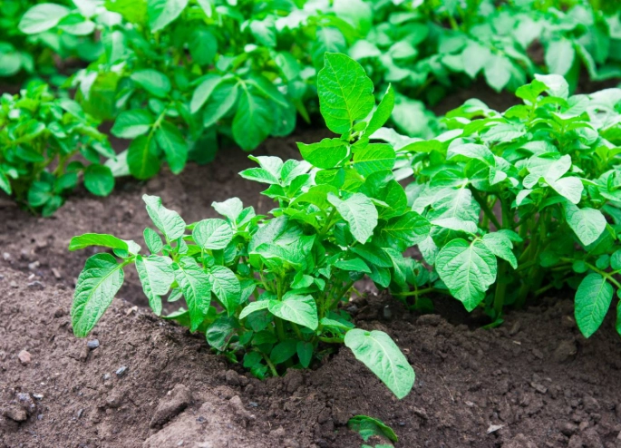 how to fertilize potatoes