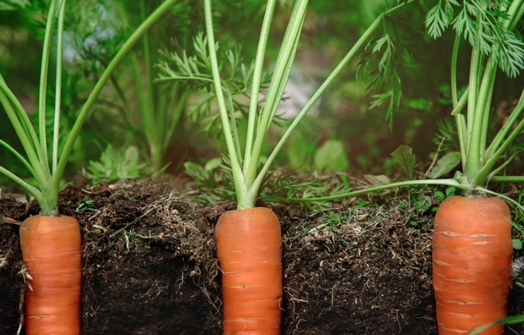 best time to plant carrots