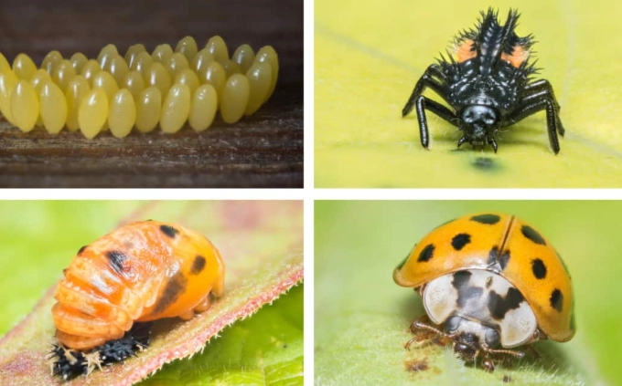 ladybug larvae identification