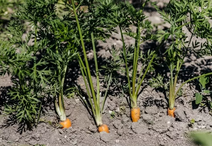 best time to plant carrots