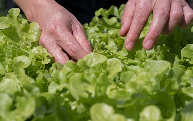 harvest leaf lettuce