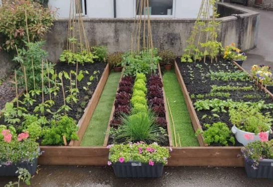 vegetable garden bed layout