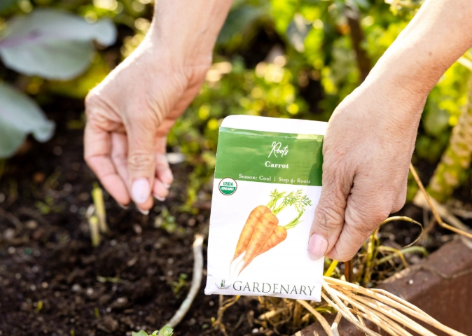 when to plant carrots