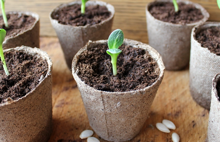 how to start seeds in peat moss