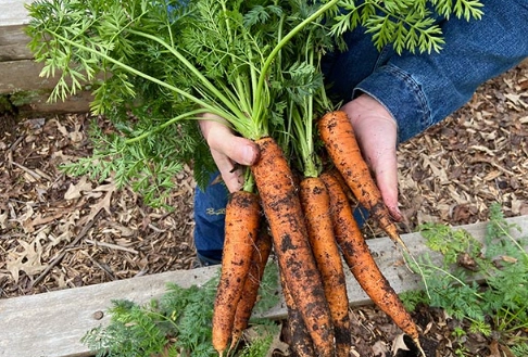 when to plant carrots
