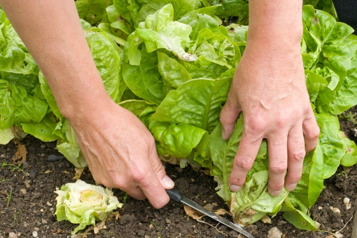 when to harvest lettuce