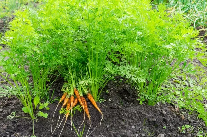 carrot planting guide