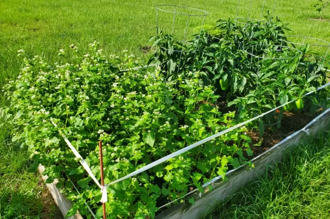 best cover crops