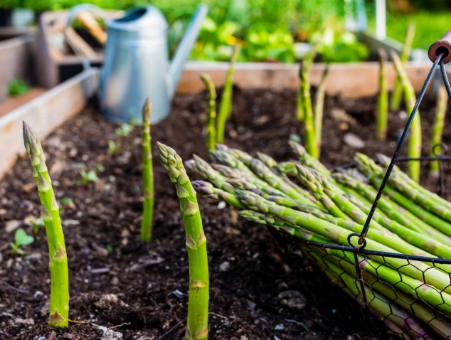 how to grow asparagus how to grow asparagus