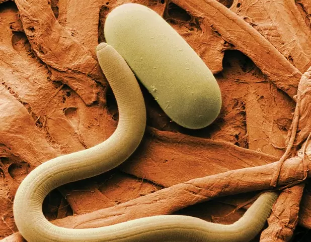 nematode control nematode control