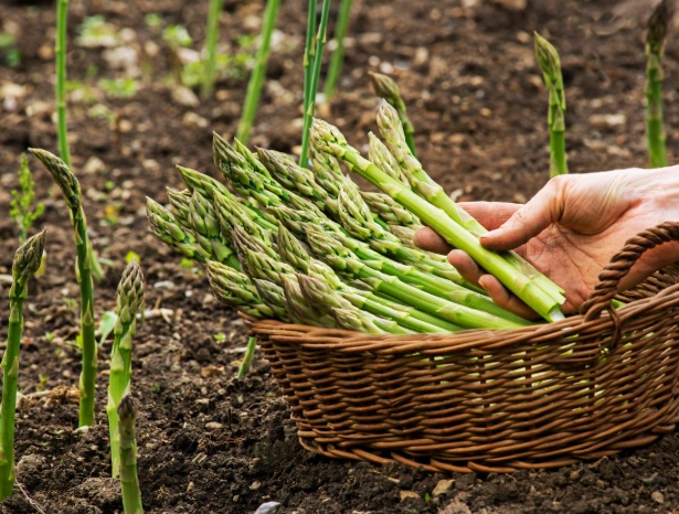 plant asparagus from seed