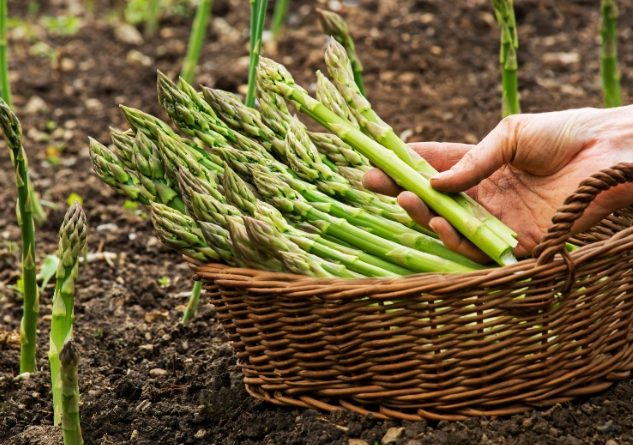 asparagus planting guide asparagus planting guide