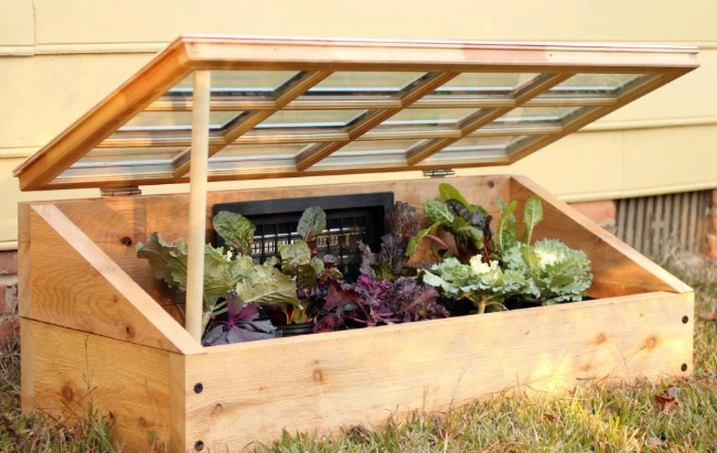 plants for cold frames plants for cold frames