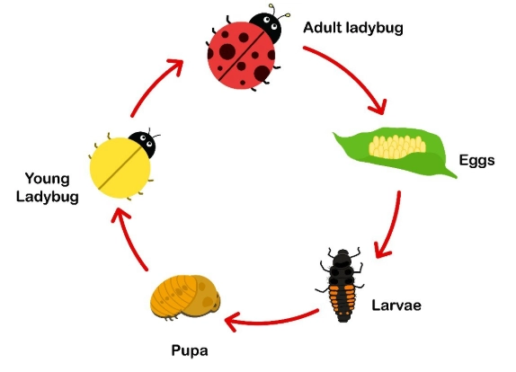ladybug life cycle