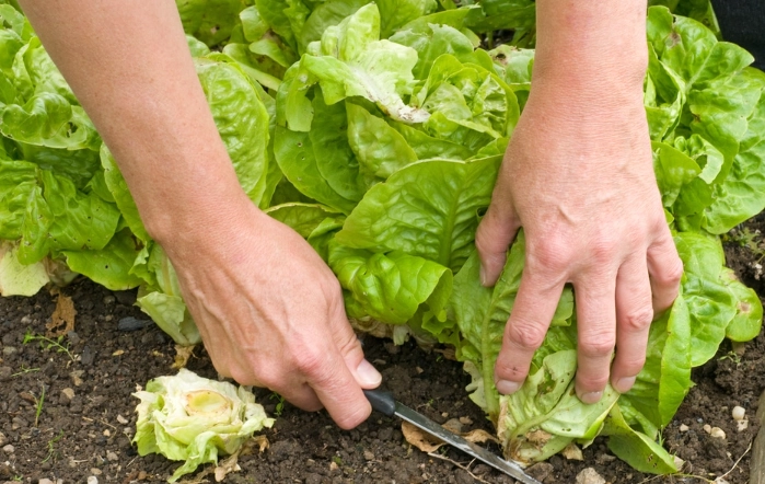 harvest lettuce