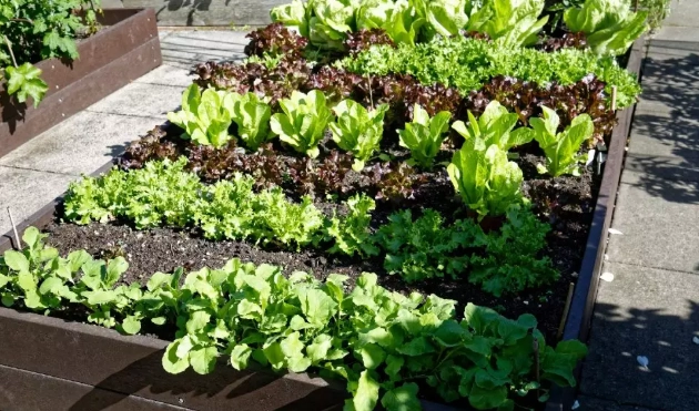 best soil for raised beds best soil for raised beds