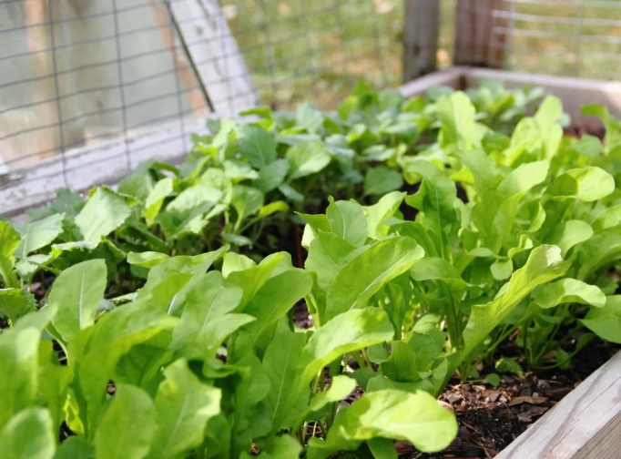 planting cover crops