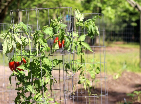 tomato cage