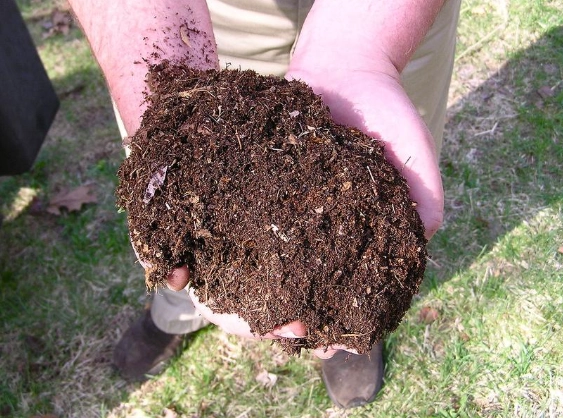 best compost for grass