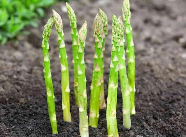 asparagus planting guide asparagus planting guide