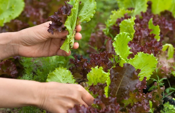 harvest lettuce