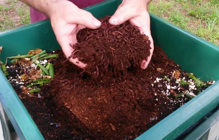 how to start vermicomposting