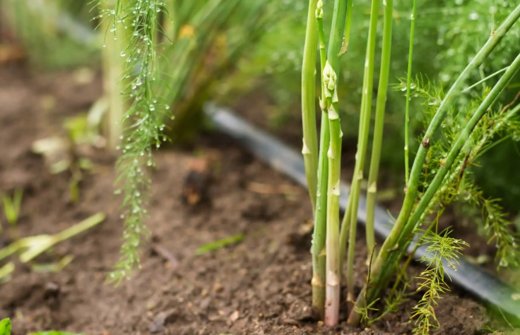 how to grow asparagus how to grow asparagus
