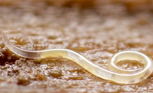 soil nematodes soil nematodes