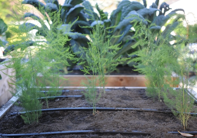 how to grow asparagus how to grow asparagus