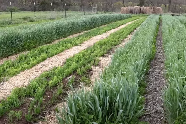 planting cover crops