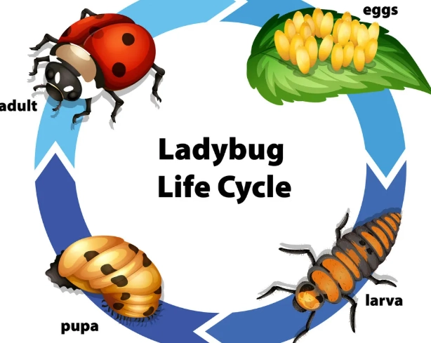 ladybug life cycle