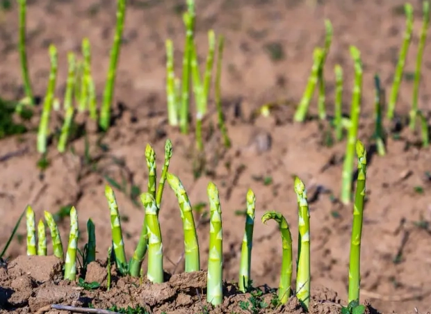 asparagus care tips asparagus care tips