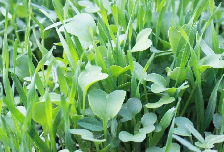 best cover crops