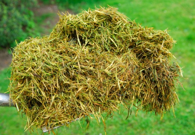 best compost for grass