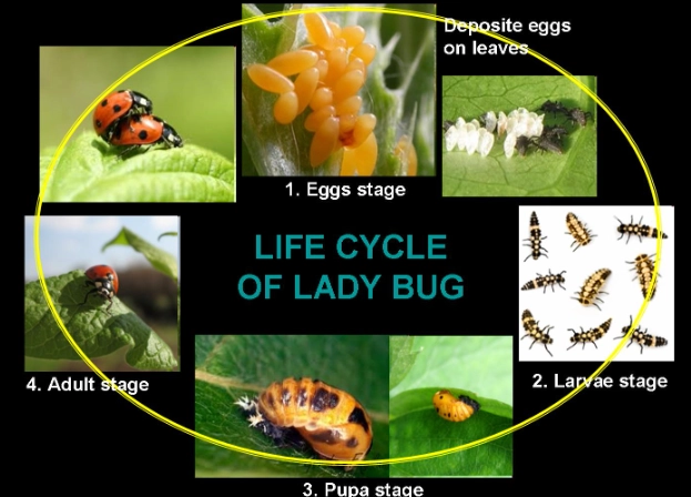 attract ladybugs