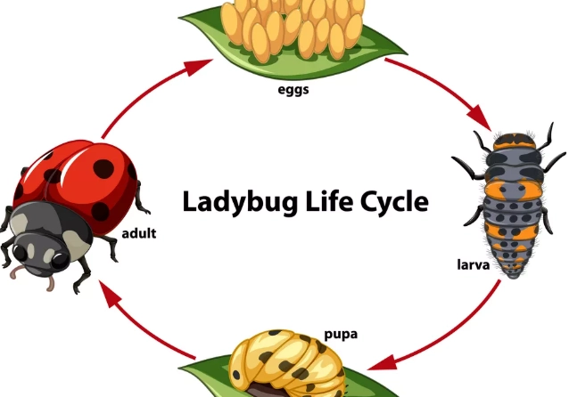 attract ladybugs