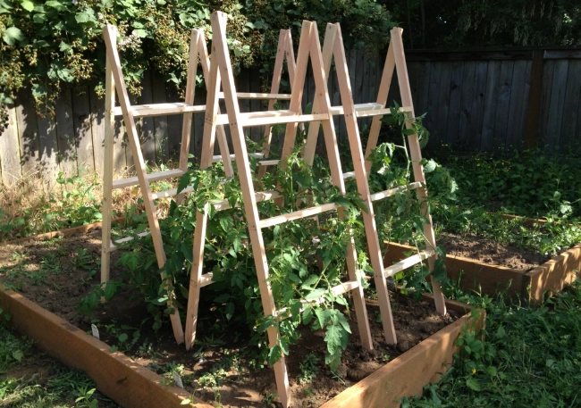 tomato plant support tomato plant support