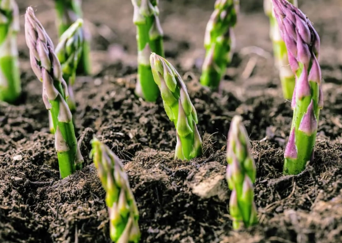 asparagus care tips asparagus care tips