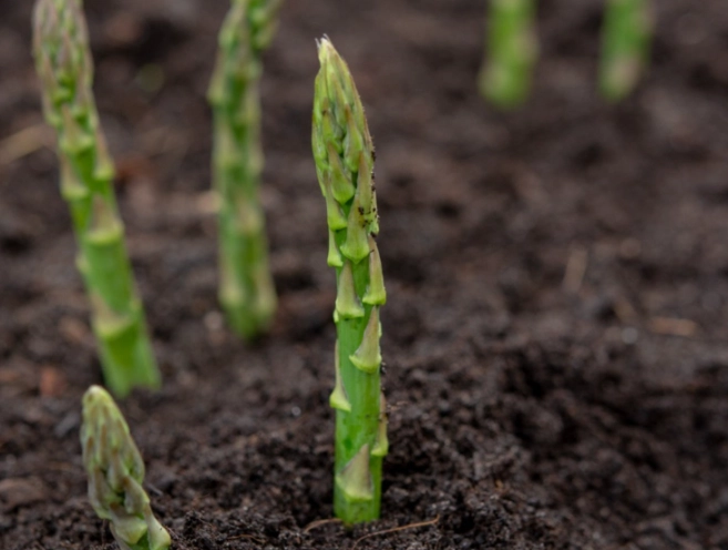 asparagus care tips asparagus care tips