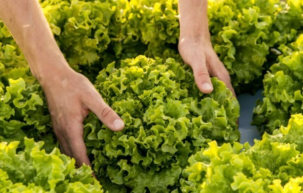 how to pick lettuce