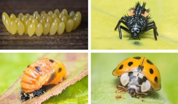life cycle a ladybug