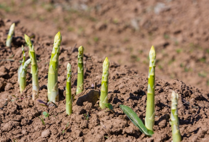 asparagus planting guide asparagus planting guide