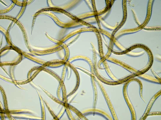 nematode control nematode control